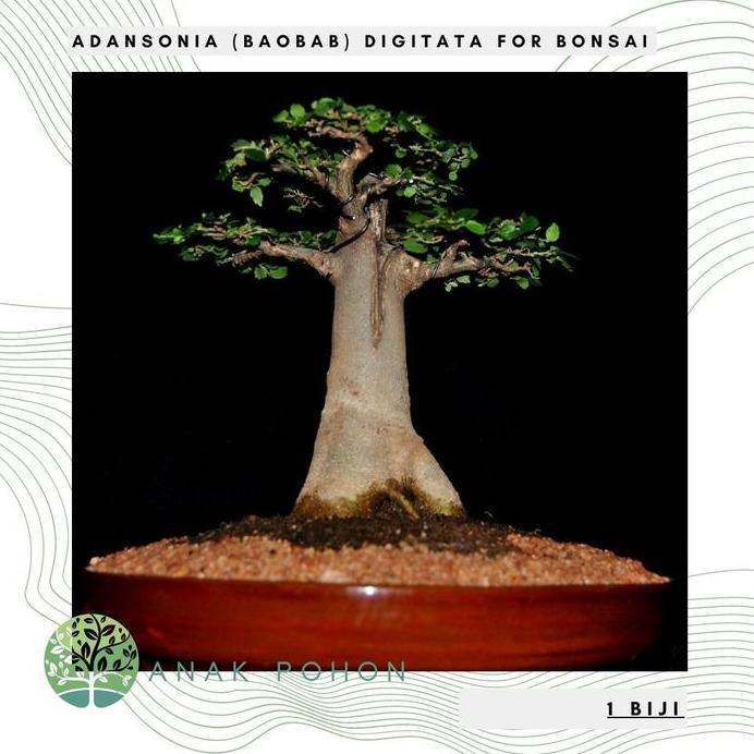 Ready Benih / Bibit / Biji - Adansonia (Baobab) Digitata for Bonsai - IMPORT