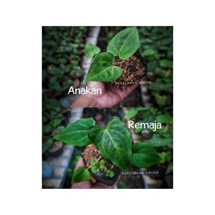 Anthurium Clarinervium X Anthurium Berriozabalense