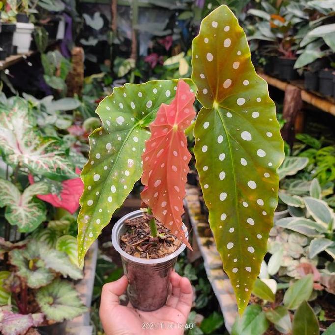 Tanaman hias Indoor dan Outdoor Begonia Polkadot Original Daun Besar