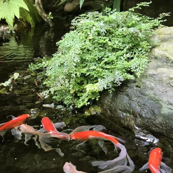 Bolbitis Heteroclita Difformis 'Mini Bolbitis' - Tanaman Paludarium