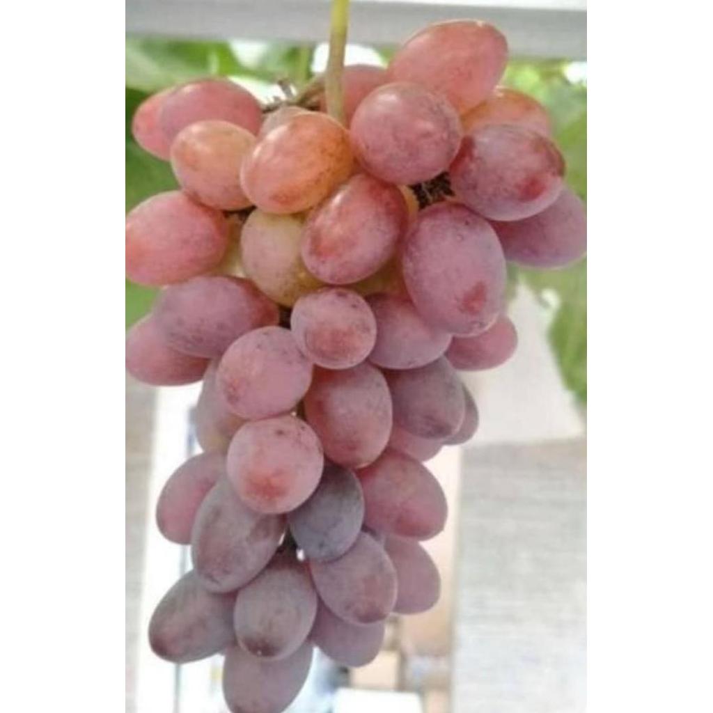 Bibit Anggur Jupiter Grafting - Anggur Impor Paling Genjah