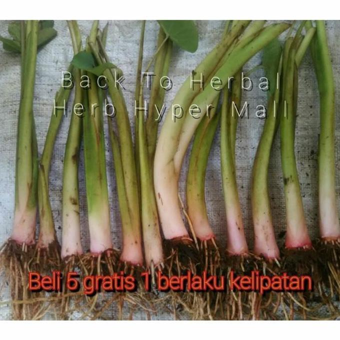 BIBIT UNGGUL TALAS PRATAMA JUMBO