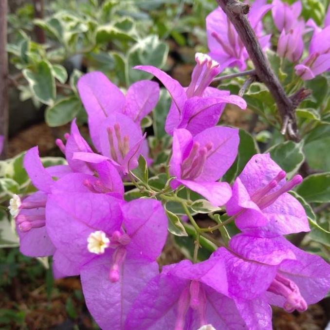 tanaman bougenville variegata
