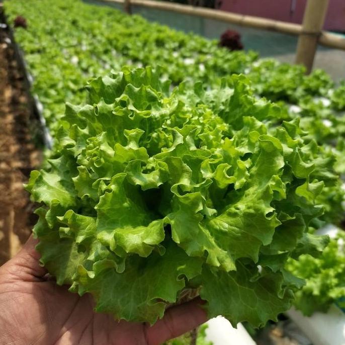 Benih/Bibit selada Hidroponik Ftwo (indukan import)