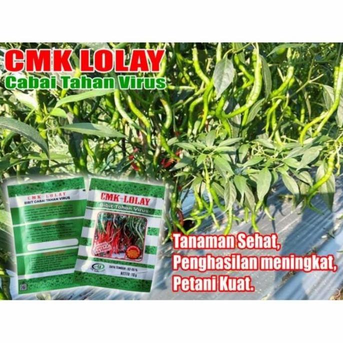 benih Cabe Kriting Cmk Lolay 10gr Original Tahan Virus