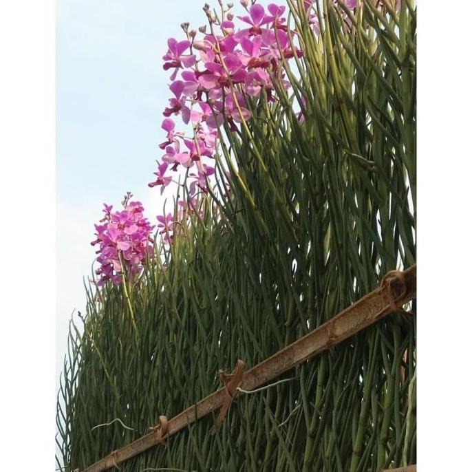 Anggrek Vanda Douglas Dewasa