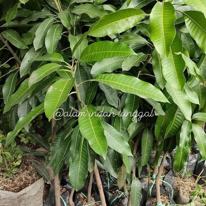 bibit pohon mangga cangkokan / pohon mangga / buah mangga kualitas premium