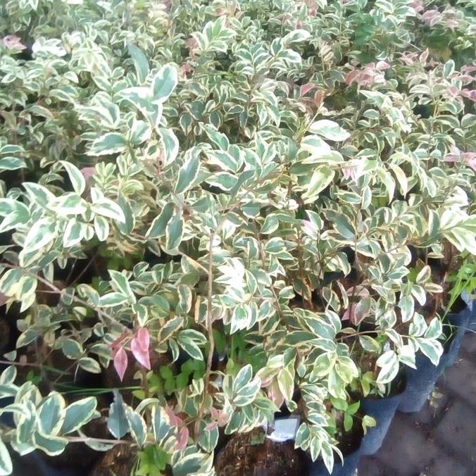 bibit buah anggur pohon (brazil) coronata varigata okulasi kualitas premium