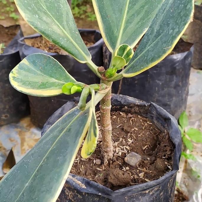 Bibit Tanaman Buah Manggis Putih Varigata kualitas premium