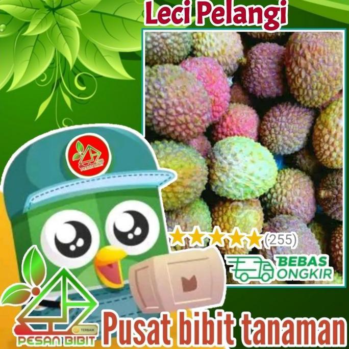 bibit tanaman buah leci pelangi LECI LANGKA leci manis leci tricolor kualitas premium