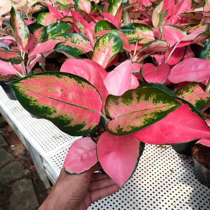 aglonema red majesty