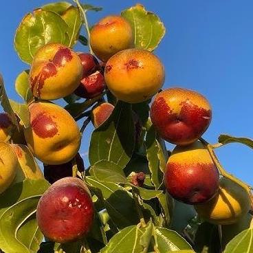 Benih Bibit Biji - Buah Big Snow Jujube Angco Kurma Korea Kurma China Fruit Seeds - IMPORT