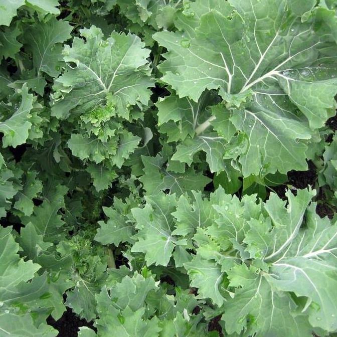 Benih / Bibit / Biji - Kale 'Siberian Dwarf' Seeds - IMPORT