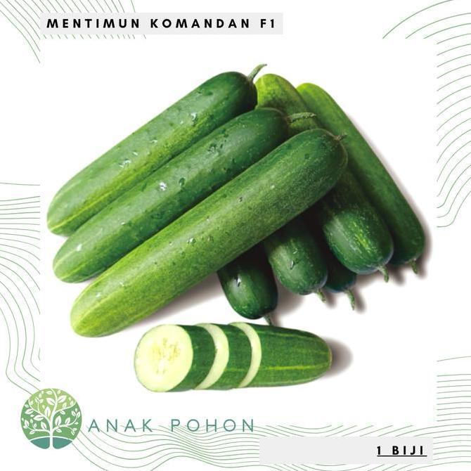 Benih Bibit Biji - Mentimun Rujak KOMANDAN F1 Hibrida Seeds - Panen Dalam 32 Hari - Sangat Lebat, Ta