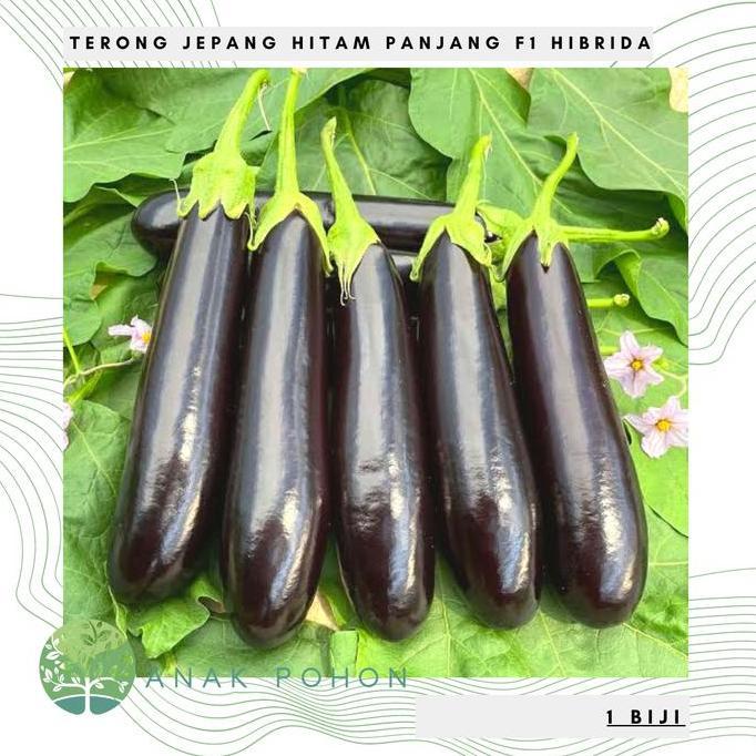 Benih Bibit Biji - Terong Jepang Hitam Panjang F1 Seeds - IMPORT