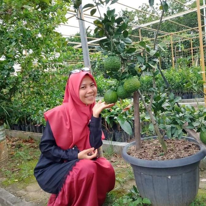 Bibit buah jeruk dekopon berbuah -jeruk dekopon bonsai berbuah-tanaman Terbaik