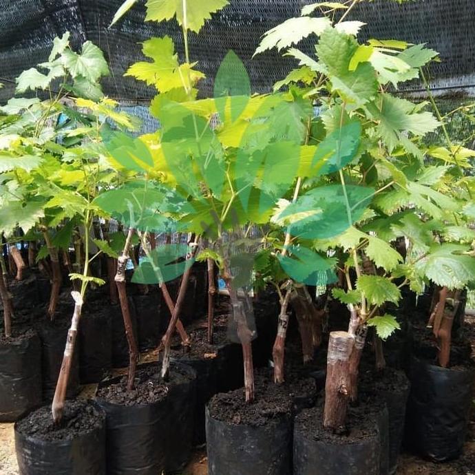 bibit tanaman buah anggur impor moondrop-bibit anggur moondrop import Terbaik