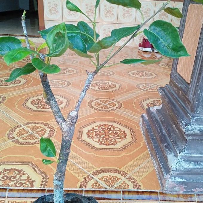 bibit tanaman buah pir madu batang besar Terbaik