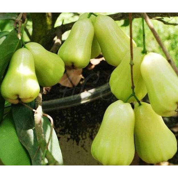 Bibit Tanaman Buah Jambu Air Madu Deli Segar Terbaik