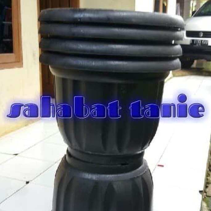 Bibit pohon buah mangga harum manis//pot eboni 50cm//media tanam Terbaik