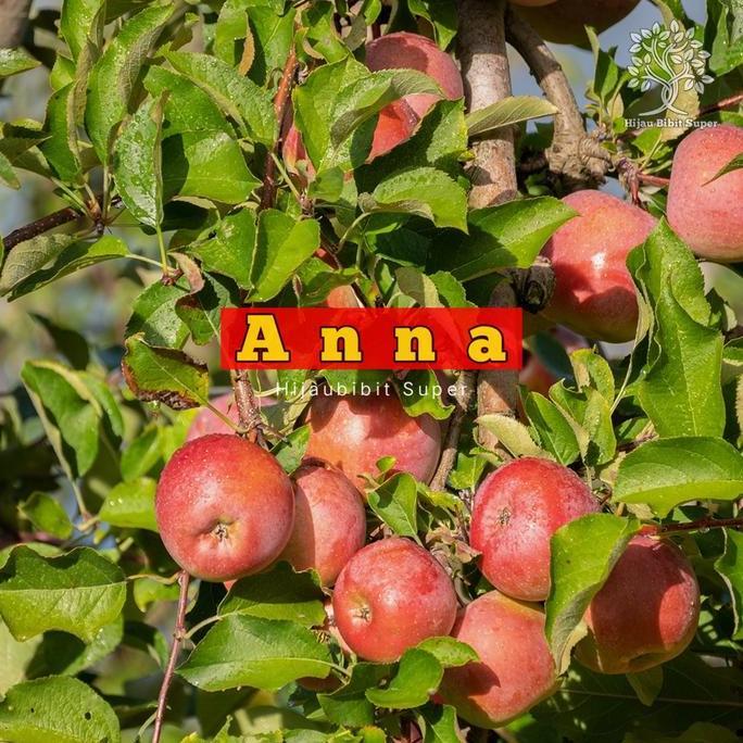 Bibit apel ana hasil cangkok Tanaman buah apel cangkok lebih cepat berbuah Terbaik