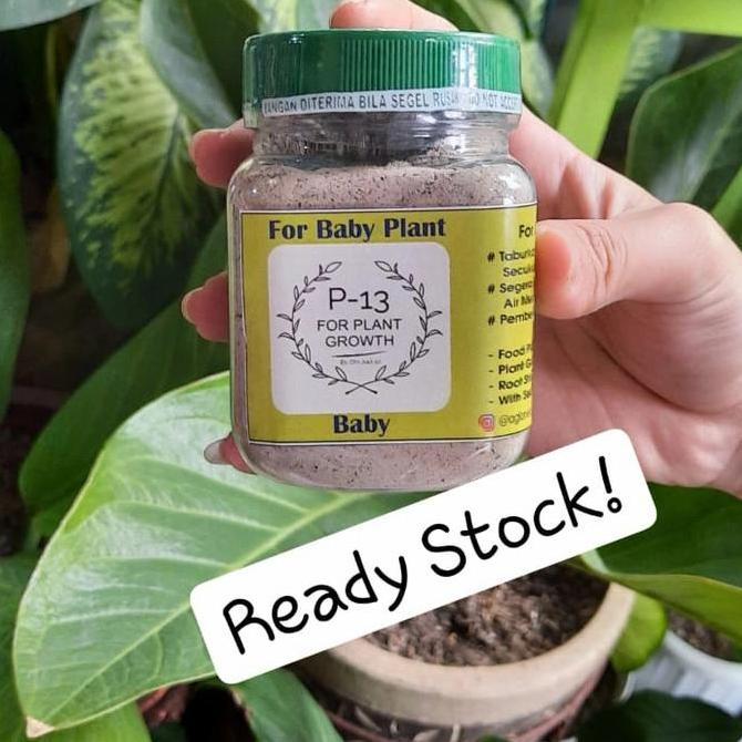 Pupuk P13 Untuk Fase Anakan Om Justin