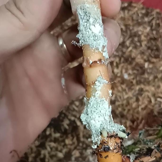 BUBUK MAGIC OM JUSTIN Kemasan 200cc