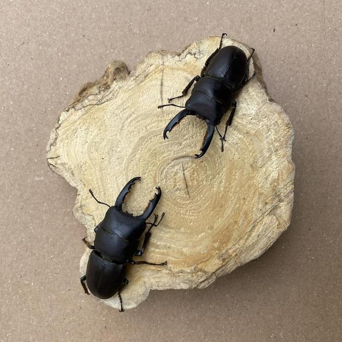 Peliharaan kumbang capit-Dorcus Taurus-serangga kumbang