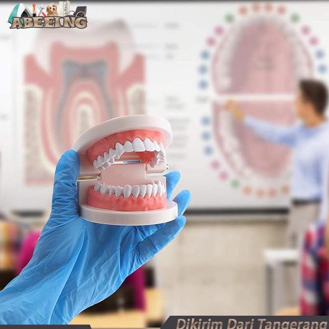 DALIGAD Model Gigi Edukasi Lepasan Alat Peraga Gigi Perlengkapan Medis
