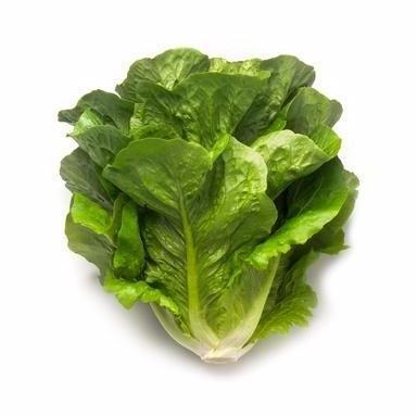 Willl- Benih Bibit Selada Romain Maximus Rz 100 Pills