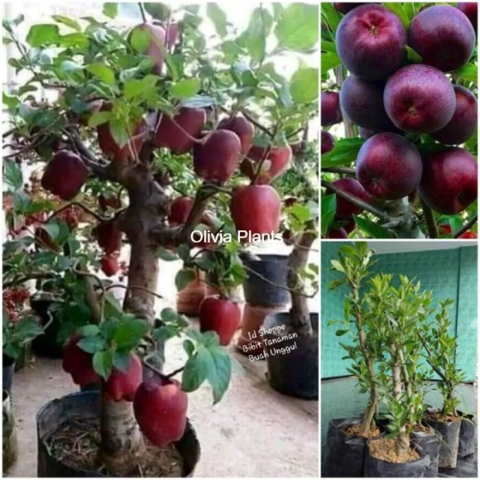 Bibit Pohon Buah Apel Merah Cepat Berbuah TOB1