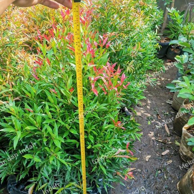 Okwemereza- Tanaman Pucuk Merah Besar Sudah Rimbun Banget, Pucuk Merah