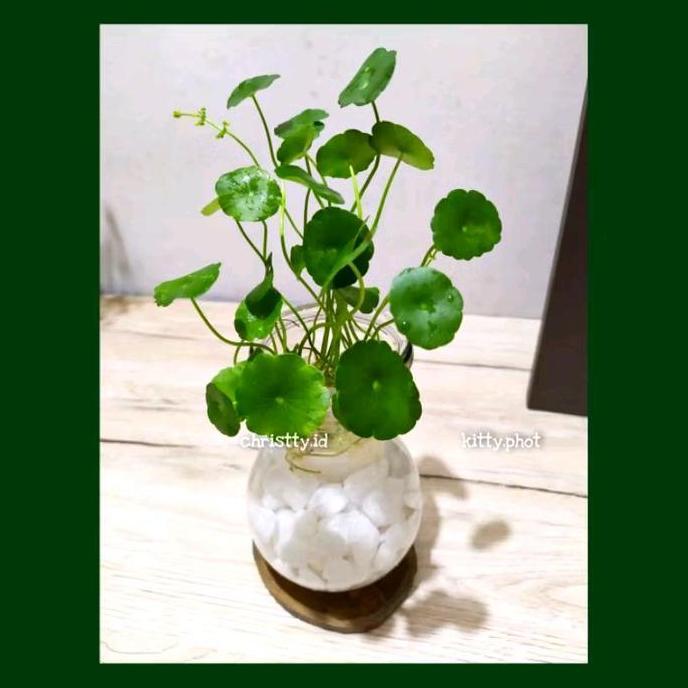 Okushonga- Paket Big Vas Dmj 17 Model Aesthetic Paket Tanaman Hias Indoor