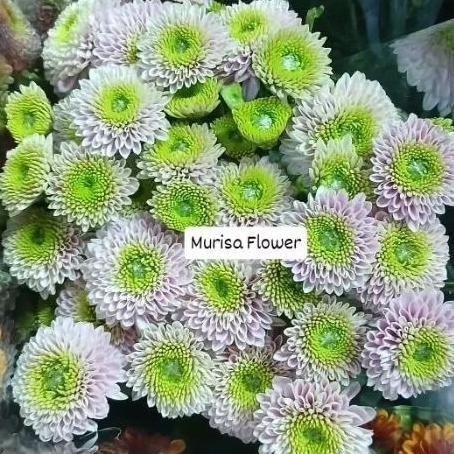 Bunga aster puma lolipop fresh per iket isi 10 tangkai