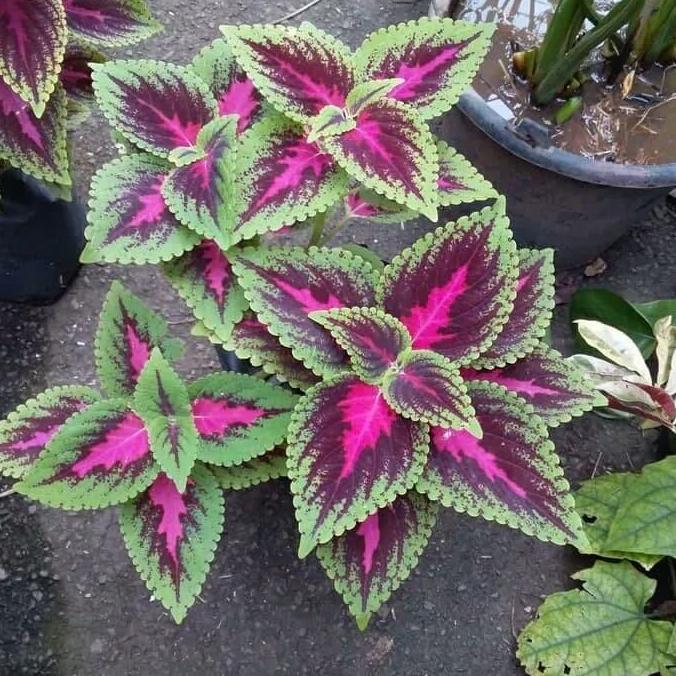 tanaman hias miyana / kembang miyana