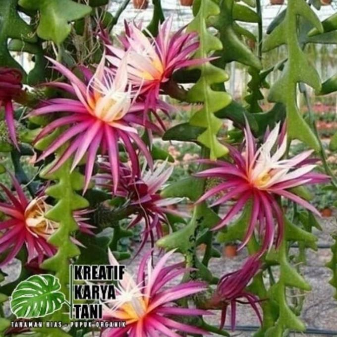 Tanaman Hias Wijaya Kusuma Keris - Wijaya Keris - Bunga Wijaya Kusuma
