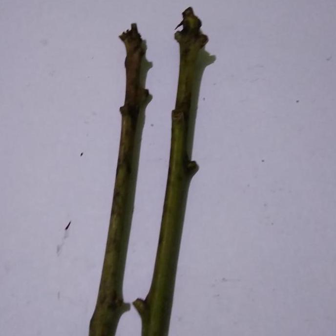 Paket Entres Mangga 4-6 batang