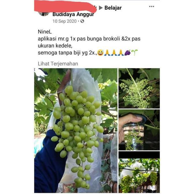 Mr. G Hormon GA3 Untuk Tanaman Anggur By Raffatih Farm GA 3