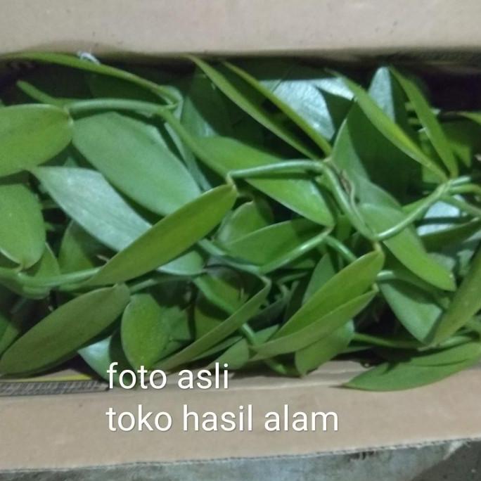 bibit vanili stek vanili planifolia