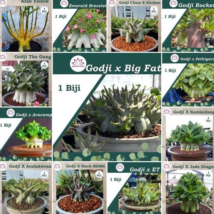 Benih Biji Bibit Adenium Arabikum Hibrid Godji Nomsod Thaisoco Somalen