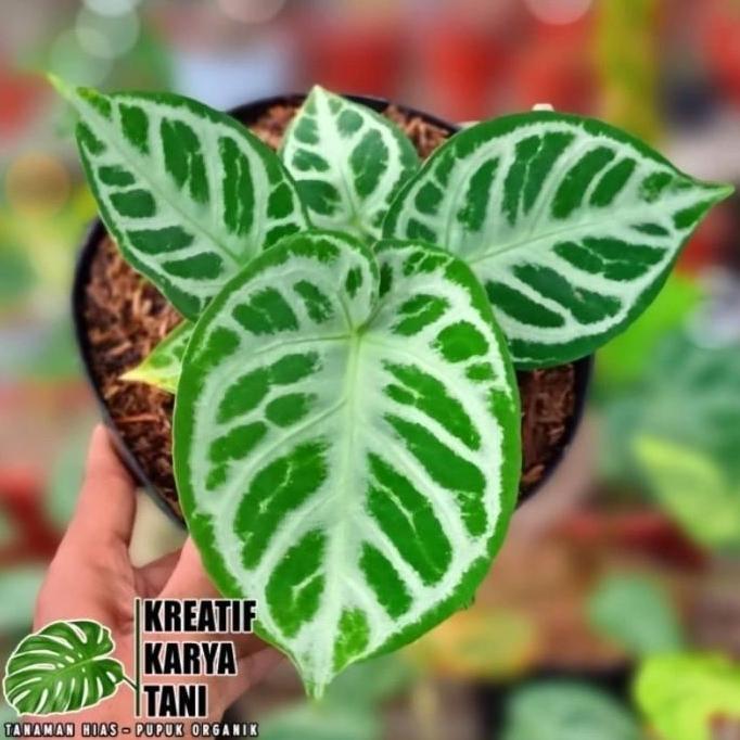 Anthurium Dorayaki Silver Blush - Dorayaki Silver Blush