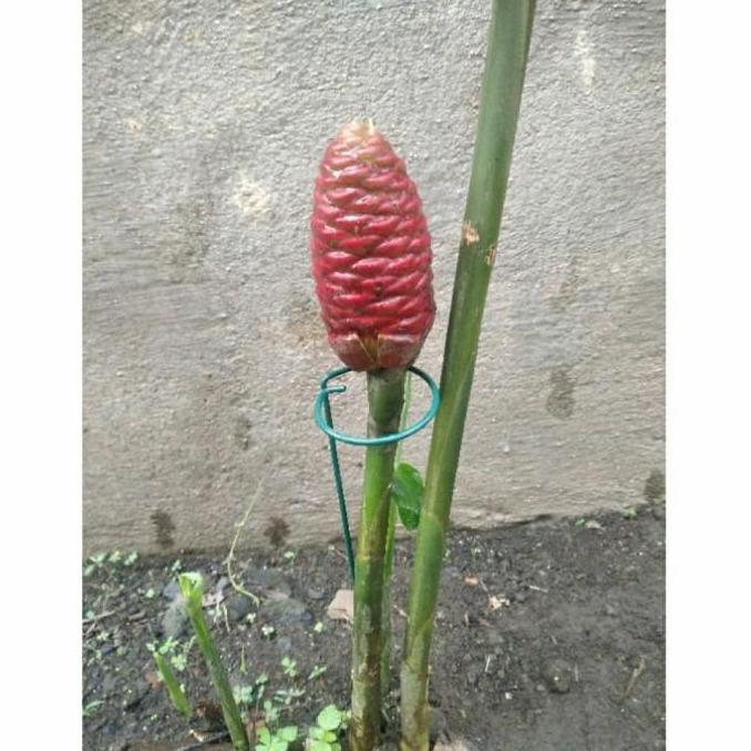 Standing Plant, besi penyangga tanaman