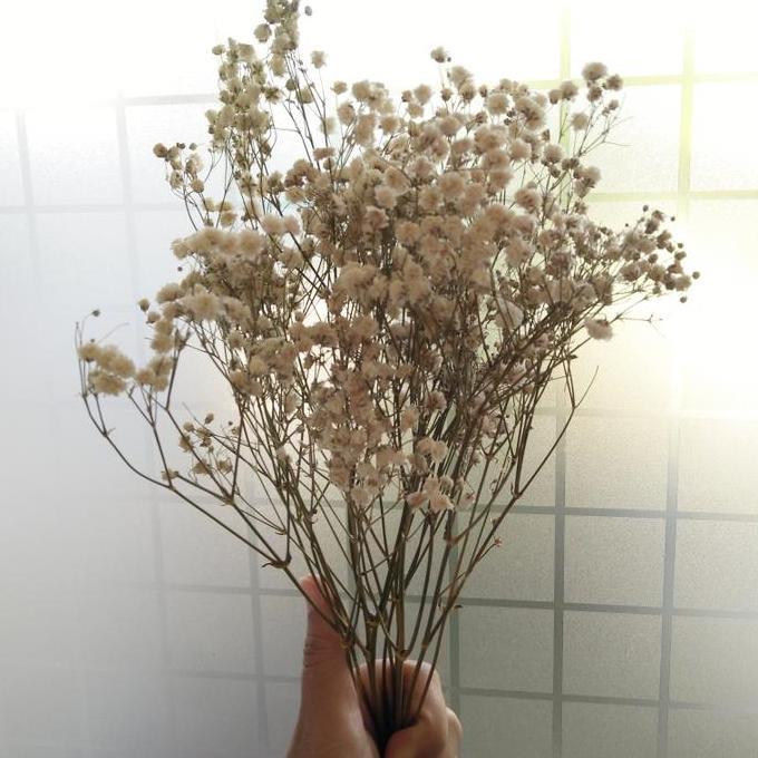 Babys Breath (Gypsophila) Kering | Dried Baby Breath | Bunga Kering