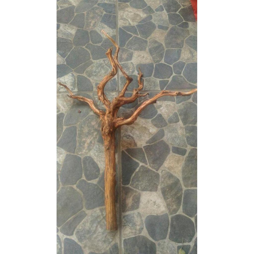 Yujitaro- Kayu Aquascape Rasamala Kupas Size L