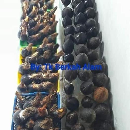 bibit/bahan bonsai kelapa mini/gading