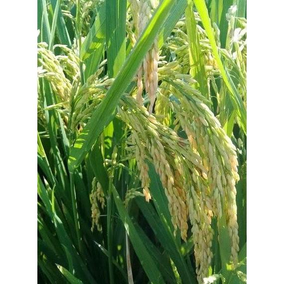 Bibit Padi Kabir 07 Benih Unggul 1 kg