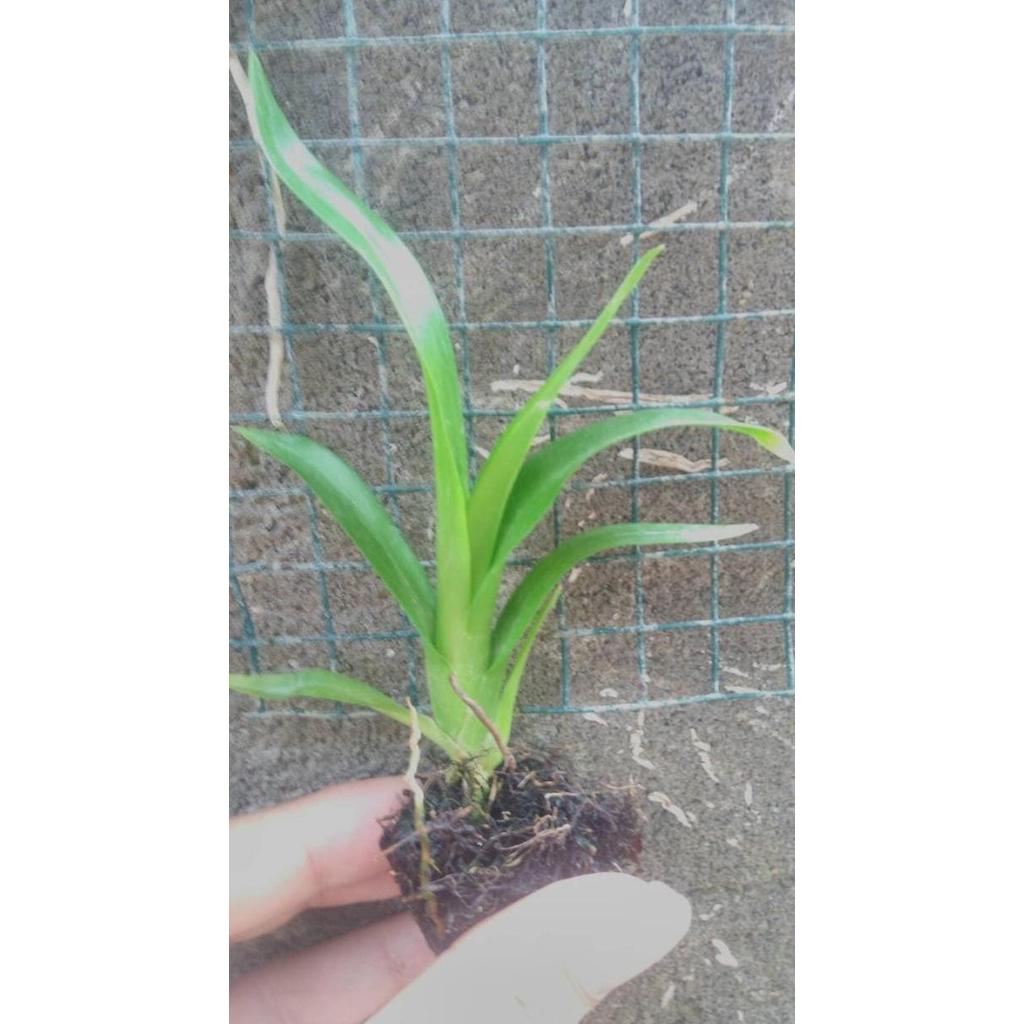 Seedling Anggrek Grammatophyllum Scriptum