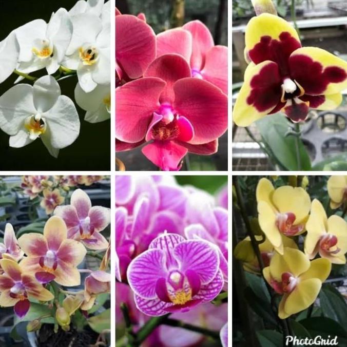 bibit bunga anggrek bulan warna mix dalam botol