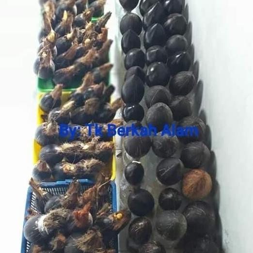 bibit/bahan bonsai kelapa mini/gading