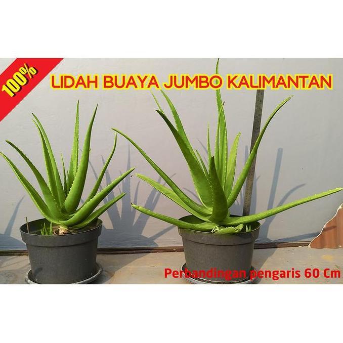 Bibit Tanaman Lidah Buaya Pontianak Kalimantan Jumbo Besar